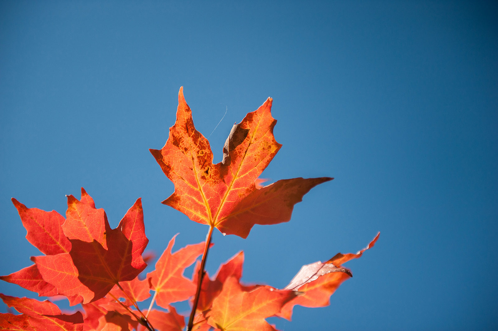 Maple leaf on blue sky