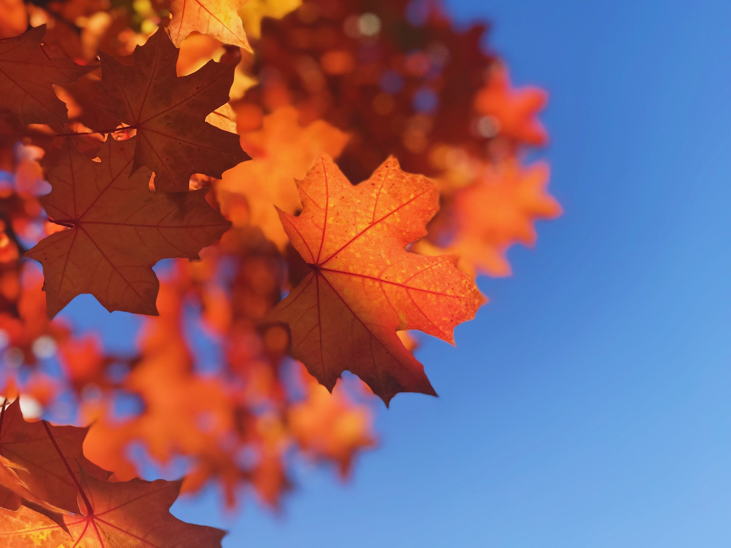 Feuilles d'érable rouges sur un ciel bleu