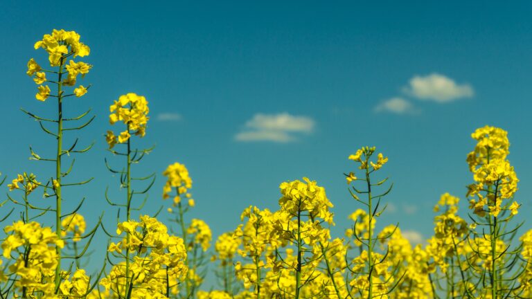 Yellow flowers on a blue sky