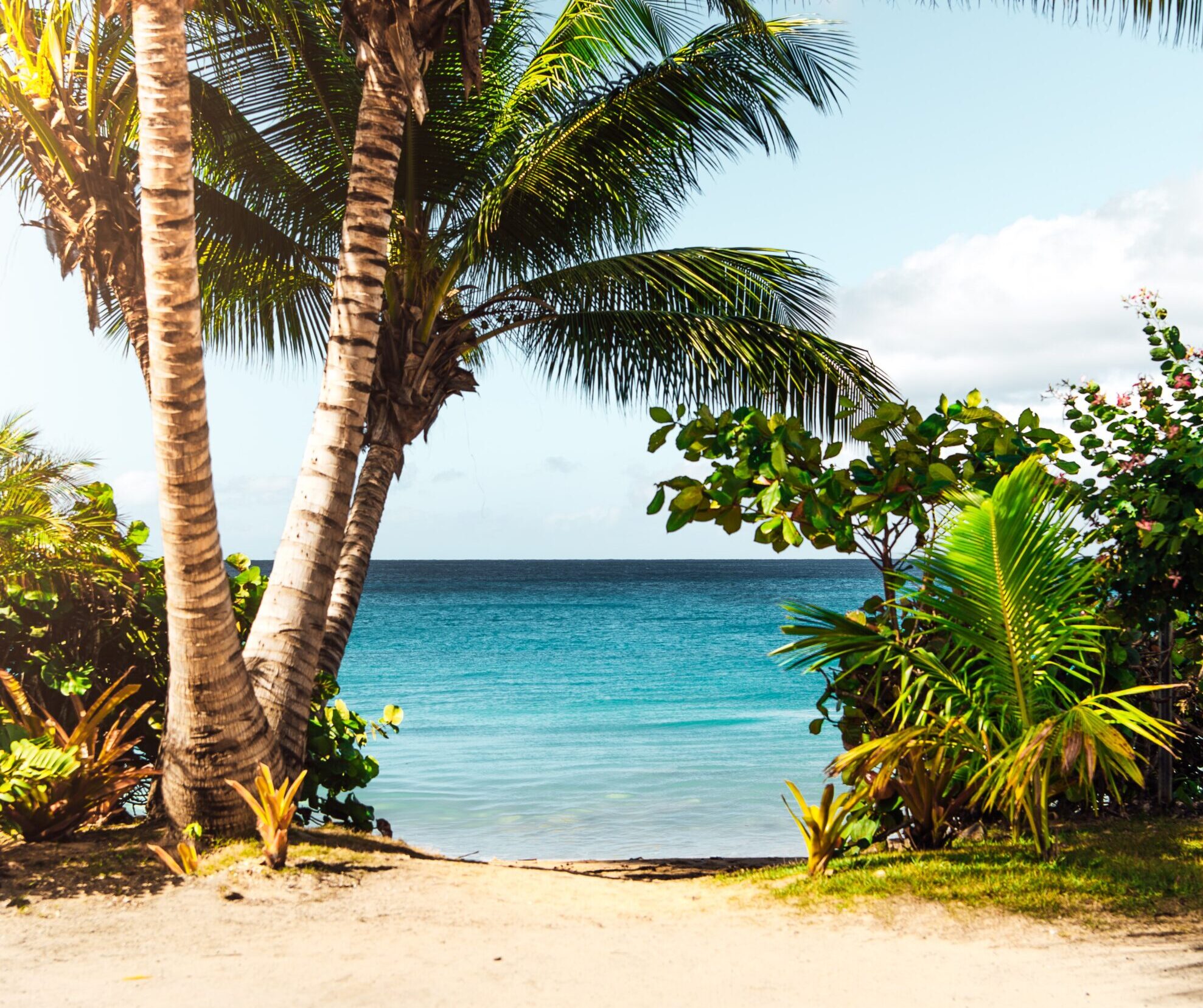 Vue de l'océan sur une plage avec des palmiers